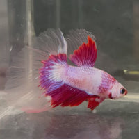 Male Betta - One Only - 6