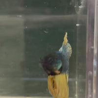 Male Betta - One Only - 11