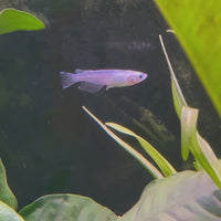 Medakas Platinum 3cm