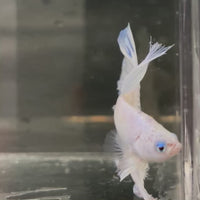 Male Betta - One Only - 5