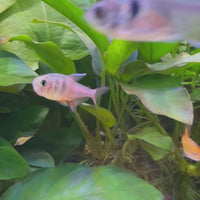 Flame Tetra (3cm)