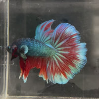 Male Betta - One Only - 1