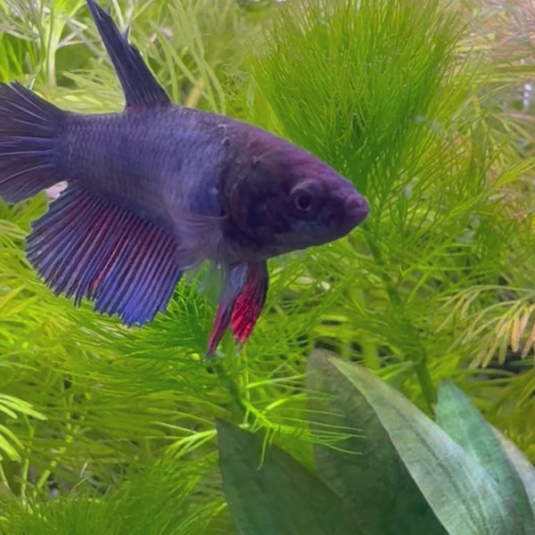 Dumbo Halfmoon Betta - Female Assorted Colours 4-5cm