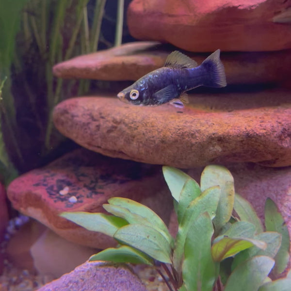 Swordtail - Black 4-5cm