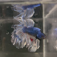 Male Betta - One Only - 7