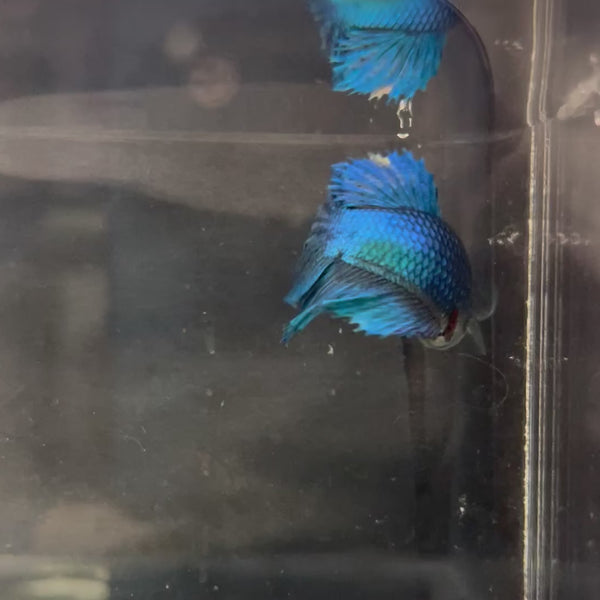 Female Betta - One Only - B