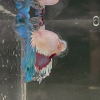 Male Betta - One Only - 10