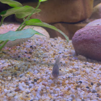 Corydoras Bronze Catfish