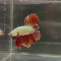 Red Dragon Premium Male Betta - One Only - 6