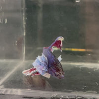 Male Betta - One Only - 17