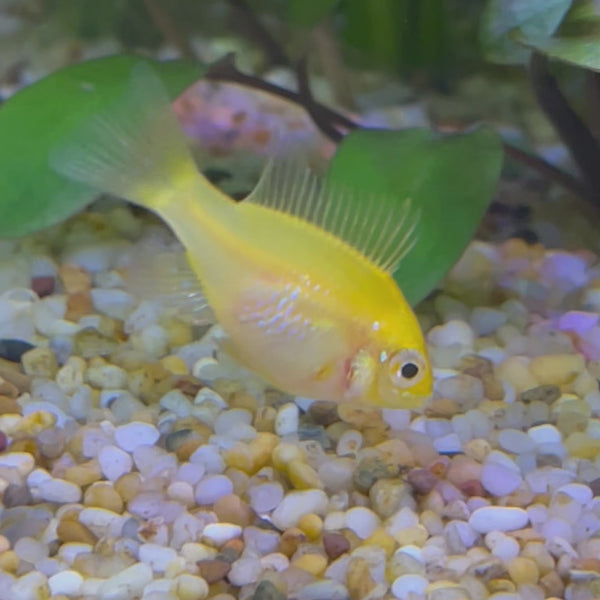 Ram - Gold Dwarf American Cichlid 2-4cm