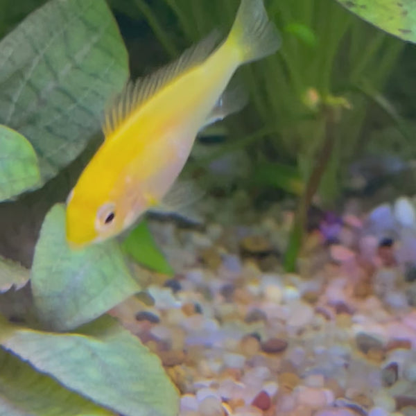 Ram - Gold Dwarf American Cichlid 2-4cm