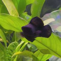 Balloon Molly - Black 3-4cm