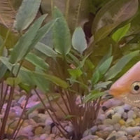 Kissing Gourami