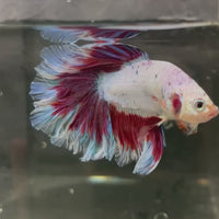 Male Betta - One Only - 19