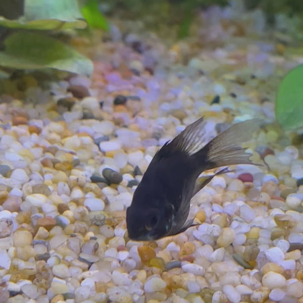 Balloon Ram - Black - Dwarf American Cichlid 2-3cm