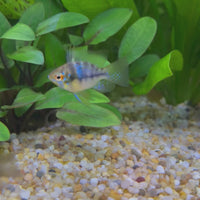 Balloon Ram - German Blue (Ramerezi) Dwarf American Cichlid 2-3cm