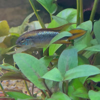 Apistogramma Agassizii - Double Red American Cichlid 3-4cm