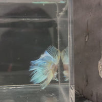 Halfmoon Betta - Male Assorted 5-6cm