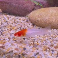 Swordtail - Kohaku Red & White 4-5cm