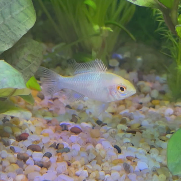 Ram - Platinum - Dwarf American Cichlid 2-4cm