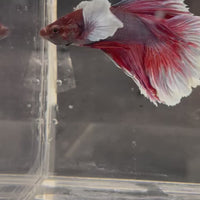 Male Betta - One Only - 16