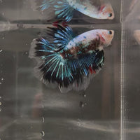 Halfmoon Betta - Male Assorted 5-6cm