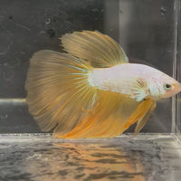 Male Betta - One Only - 7