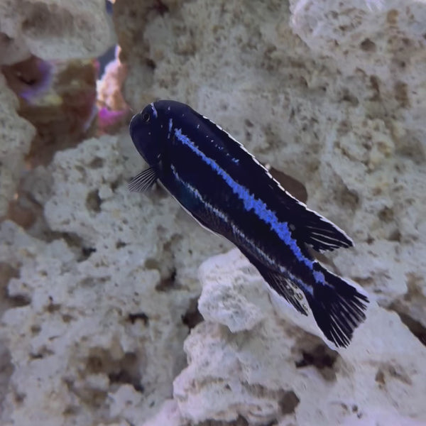 Maingano African Cichlid