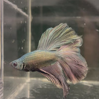 Male Betta - One Only - 5