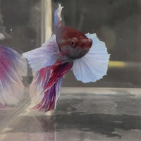Male Betta - One Only - 5