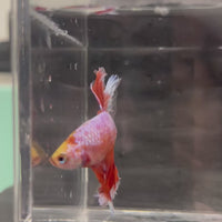 Male Betta - One Only - 22
