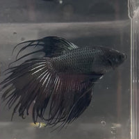 Male Betta - One Only - 9