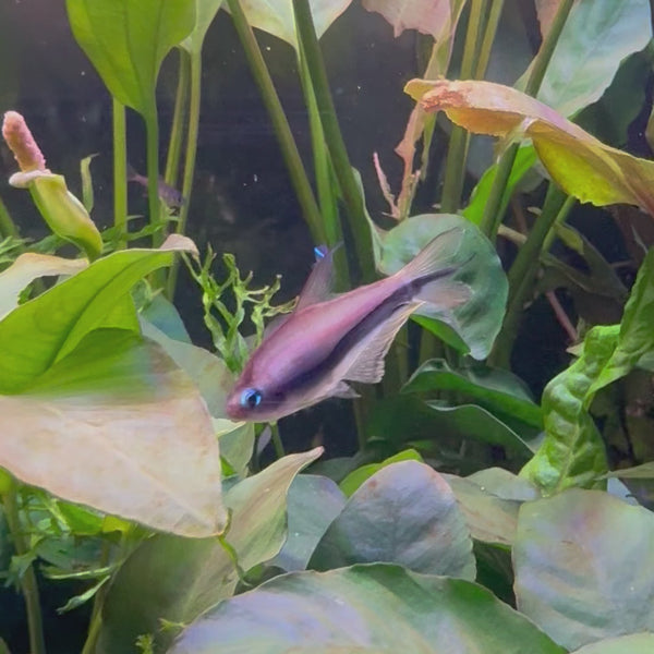 Blue Emperor Tetra (2.5-3cm)