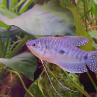 3-Spot Gourami