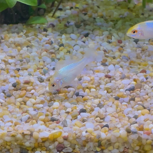 Ram - Platinum - Dwarf American Cichlid 2-4cm