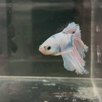 Male Betta - One Only - 19