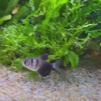 Black Phantom Tetra 3cm