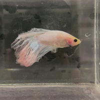 Male Betta - One Only - 3