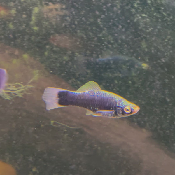 Swordtail - Black 4-5cm