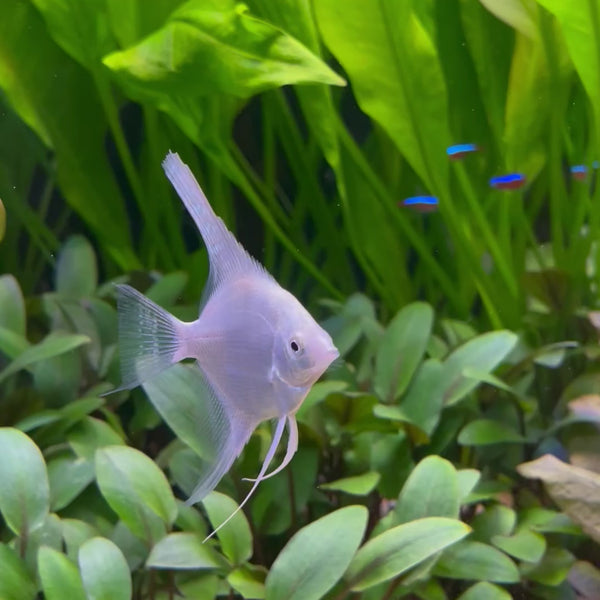 Angelfish Platinum