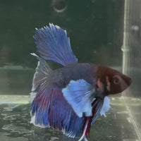 Male Betta - One Only - 15