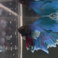 Male Betta - One Only - 11