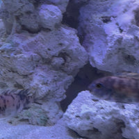 Blueberry Zebra African Cichlid
