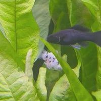 Lyretail Molly - Black