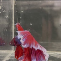 Male Betta - One Only - 14
