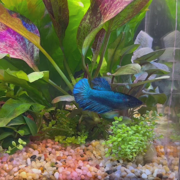 Betta - Female Assorted Colours