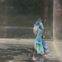 Male Betta - One Only - 15