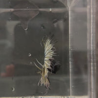 Crowntail Betta - Male Assorted Colour 5-6cm