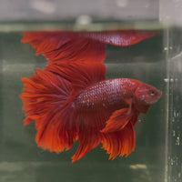 Male Betta - One Only - 1